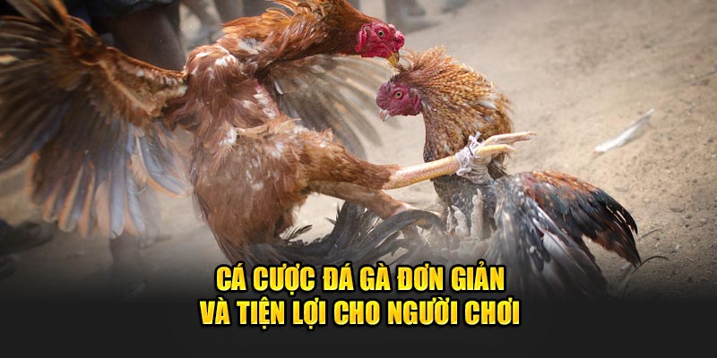 Cá cược đá gà 98WIN đơn giản cho người chơi