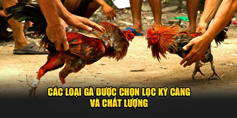 Các loại gà được chọn lọc kỹ càng 